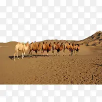 吐鲁番骆驼