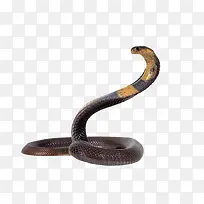 眼镜蛇-凶猛的眼镜蛇