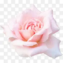 单朵的粉色玫瑰花花朵