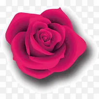 品红色玫瑰花