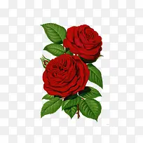 两朵盛开的大红玫瑰