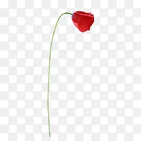 红色花朵 单朵玫瑰  弯曲的玫瑰花png