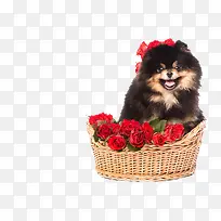 爱大红玫瑰的小狗