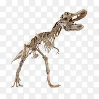 棕色完整的恐龙骨骼化石实物