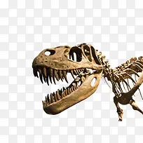 棕色霸王龙骨骼化石实物