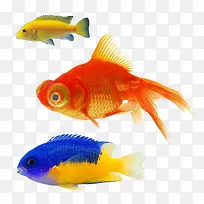 三条彩色的小鱼