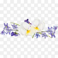 紫色花朵上的小白花