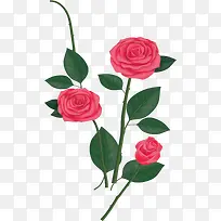 美丽粉红色的玫瑰