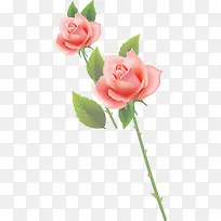 精美粉红色玫瑰花