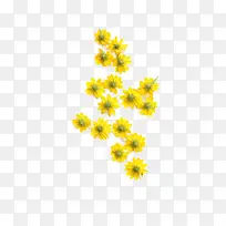 黄色花朵装饰
