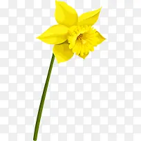唯美黄色花朵