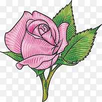 粉色水彩玫瑰插画