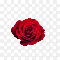 玫瑰-火红的玫瑰