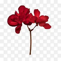实物红色花朵蝴蝶兰花朵