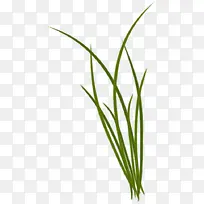 春天-绿草植物背景透明png图片素材下载