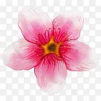 粉红色手绘花朵png