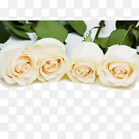 四朵唯美白色玫瑰花素材
