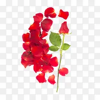 红色唯美玫瑰花瓣元素