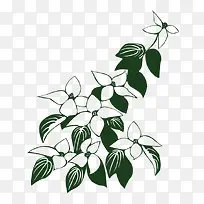 可爱的白色山茱萸手绘