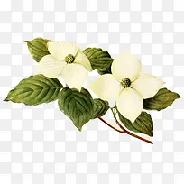 绿叶上的小白花