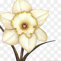手绘写实白色花卉花朵