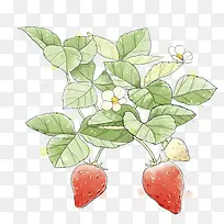 手绘草莓图