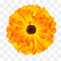 橙黄色有观赏性撕边的一朵大花实