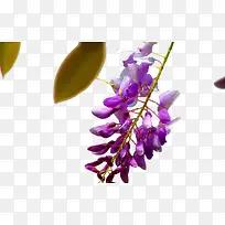 紫藤花植物