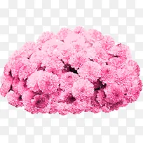 一簇粉红色的花卉素材