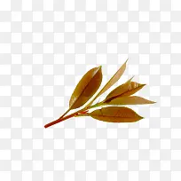红色树叶春季新芽