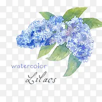 手绘浪漫插画蓝丁香免抠