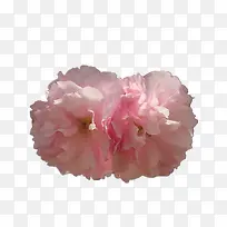 粉色海棠花
