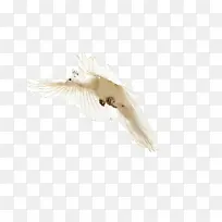 飞翔的白孔雀