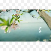 春天 四月 清明节 青团 海报 背景24