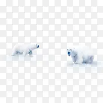 雪地中的北极熊