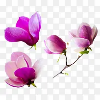 紫色带香味分开平铺的玉兰花瓣实