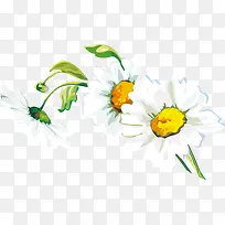 白色纯净手绘花朵