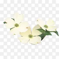 三朵白色茱萸花