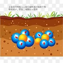 卡通肥料在土壤中调节酸碱度示意