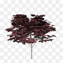紫红色叶子枝条树木