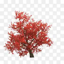 一棵红色叶子枝条树木