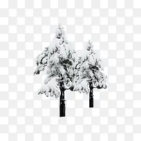 雪地里的松树
