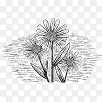 矢量素描小菊花