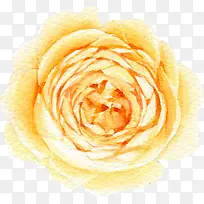 水彩黄色花朵 玫瑰花