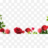 红色浪漫玫瑰花爱情