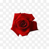 红色玫瑰花美容矢量素材