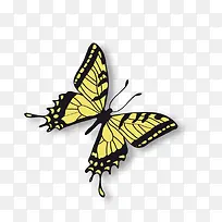 黄色花纹美丽蝴蝶