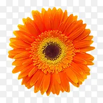 橙红色有观赏性黄色芯的一朵大花