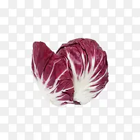 紫菊苣图