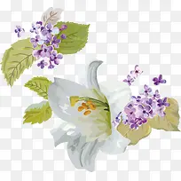 百合花藤蔓百合花线描